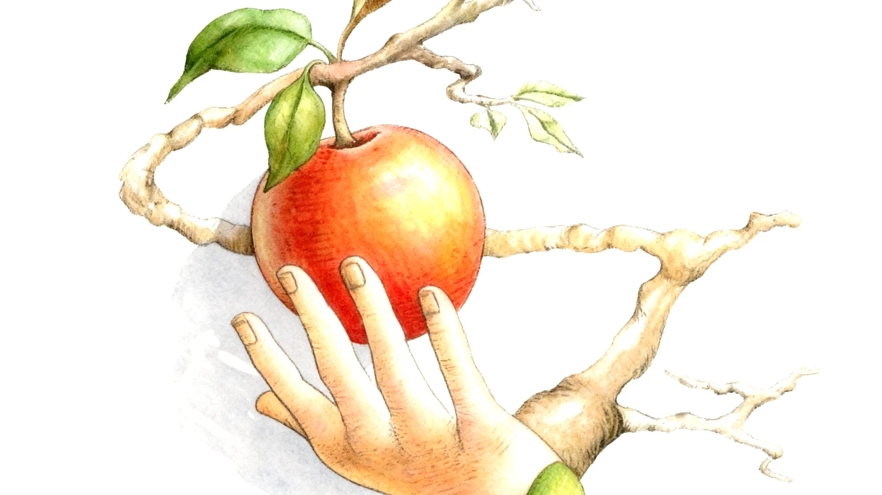 Forbidden Fruit2026-01-02T16:50:25.320Z"